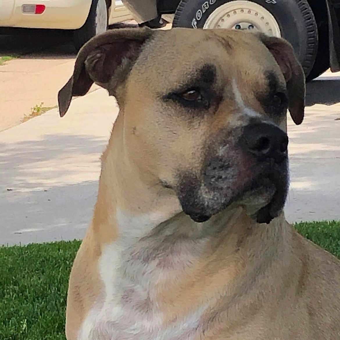 Beau joined the competition — help win amazing prizes! dog, pet, tan_dog, short_hair, floppy_ears, dark_muzzle, white_chest, sitting, outdoor, lawn, grass, driveway, parked_cars, vehicle, portrait, close_up, looking_at_camera, animal, daylight, residential