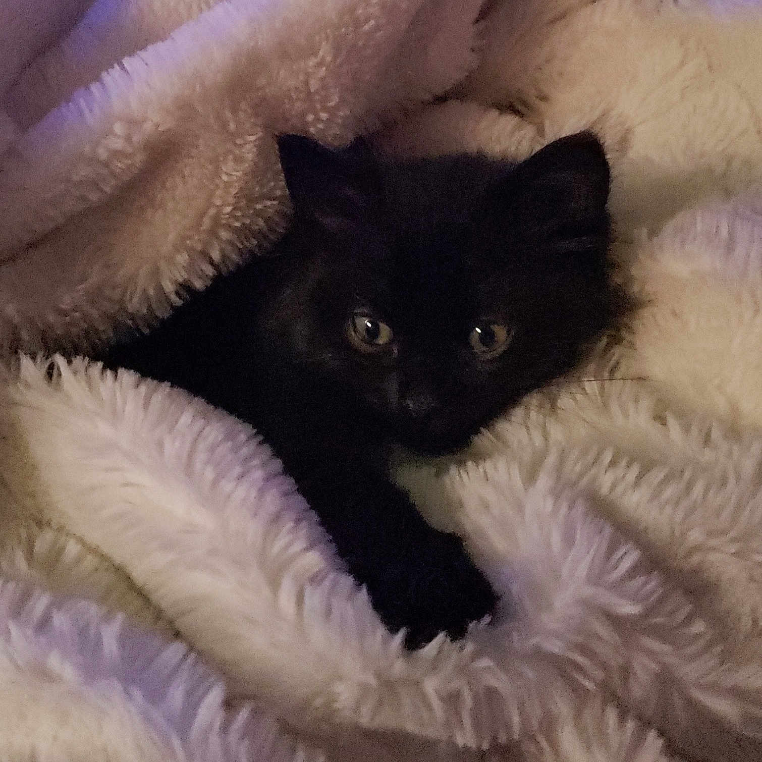 Koda is registered to the contest to win money with this photo: bed, black_cat, british_longhair, british_semi_longhair, carnivore, cat, claw, domestic_long_haired_cat, eye, felidae, fur, kitten, mammal, norwegian_forest_cat, ragdoll, selkirk_rex, small_to_medium_sized_cats, whiskers