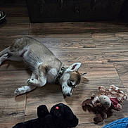Whiskey joined the competition — help win amazing prizes! puppy, dog, sleeping, floor, wooden_floor, plush_toy, stuffed_animal, brown, black, collar, indoor, trunk, rustic, toy, pet, animal, cute, relaxing, home, jeans