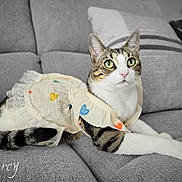 Darcy is registered to the contest to win money with this photo: animal, apparel, cat, couch, cozy, cute, cute_outfit, domestic_cat, feline, gray_fabric, green_eyes, indoor, pet_clothing, portrait, relaxed, resting, sitting, striped_tail, tabby, white_paws