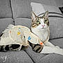 animal, apparel, cat, couch, cozy, cute, cute_outfit, domestic_cat, feline, gray_fabric, green_eyes, indoor, pet_clothing, portrait, relaxed, resting, sitting, striped_tail, tabby, white_paws