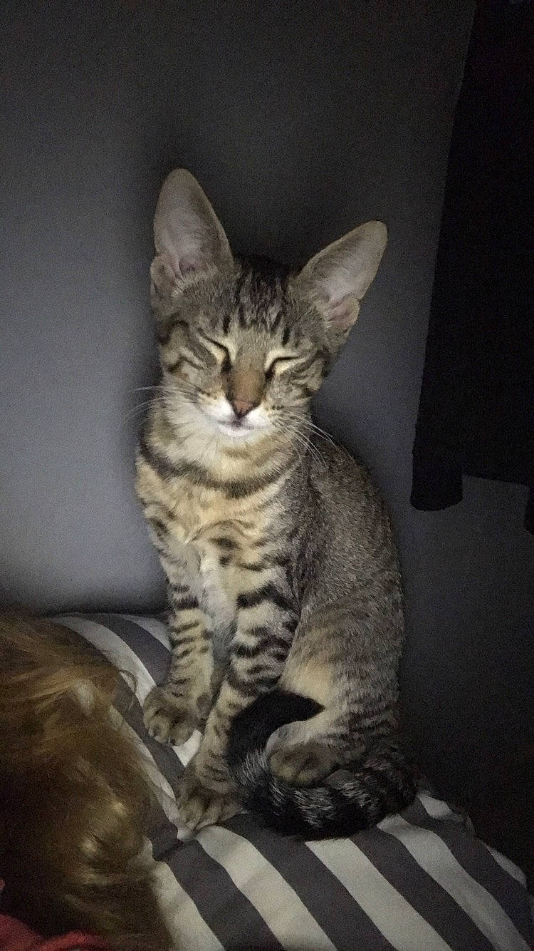 Prince participe au concours pour gagner de l'argent avec cette photo : asian, california_spangled, carnivore, cat, chausie, domestic_short_haired_cat, dragon_li, egyptian_mau, european_shorthair, felidae, kitten, mammal, ocicat, pixie_bob, savannah, small_to_medium_sized_cats, sokoke, tabby_cat, vertebrate, whiskers