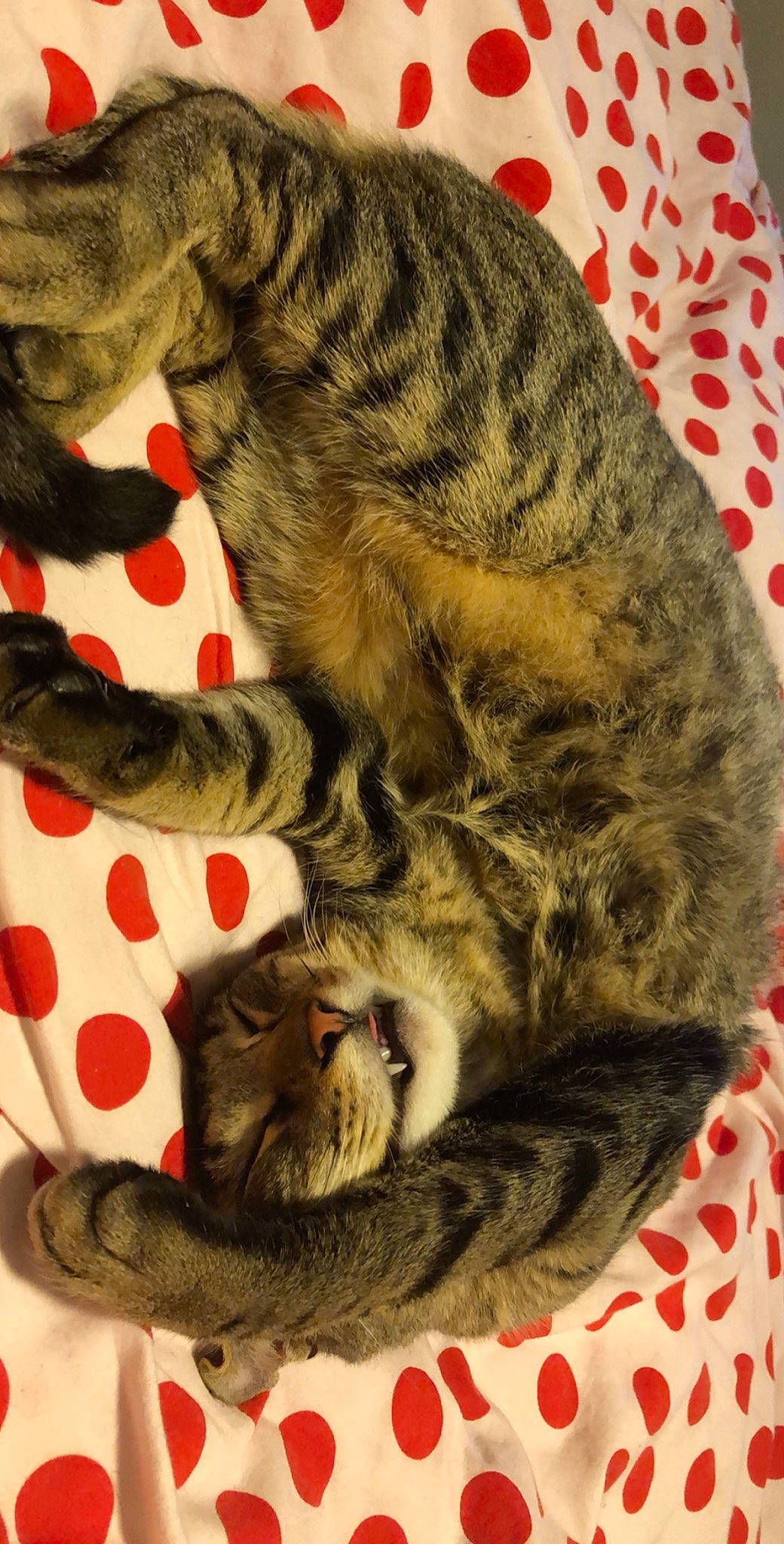 Prince a rejoint le concours — aidez-le/la à gagner de superbes lots ! american_shorthair, asian, california_spangled, carnivore, cat, domestic_short_haired_cat, dragon_li, egyptian_mau, european_shorthair, felidae, fur, kitten, mammal, ocicat, pixie_bob, small_to_medium_sized_cats, tabby_cat, tail, whiskers, wild_cat