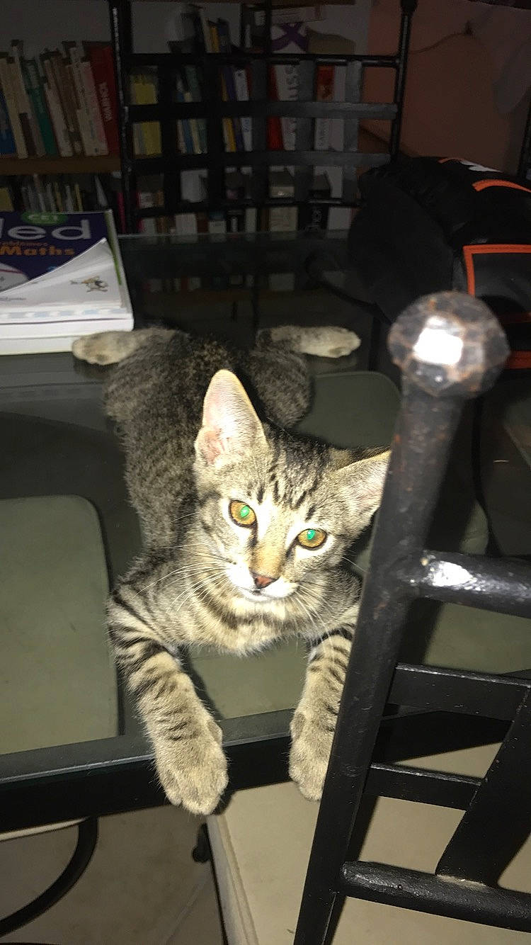 Prince a rejoint le concours — aidez-le/la à gagner de superbes lots ! aegean_cat, american_shorthair, asian, california_spangled, carnivore, cat, domestic_short_haired_cat, dragon_li, egyptian_mau, european_shorthair, felidae, kitten, ocicat, small_to_medium_sized_cats, tabby_cat, whiskers