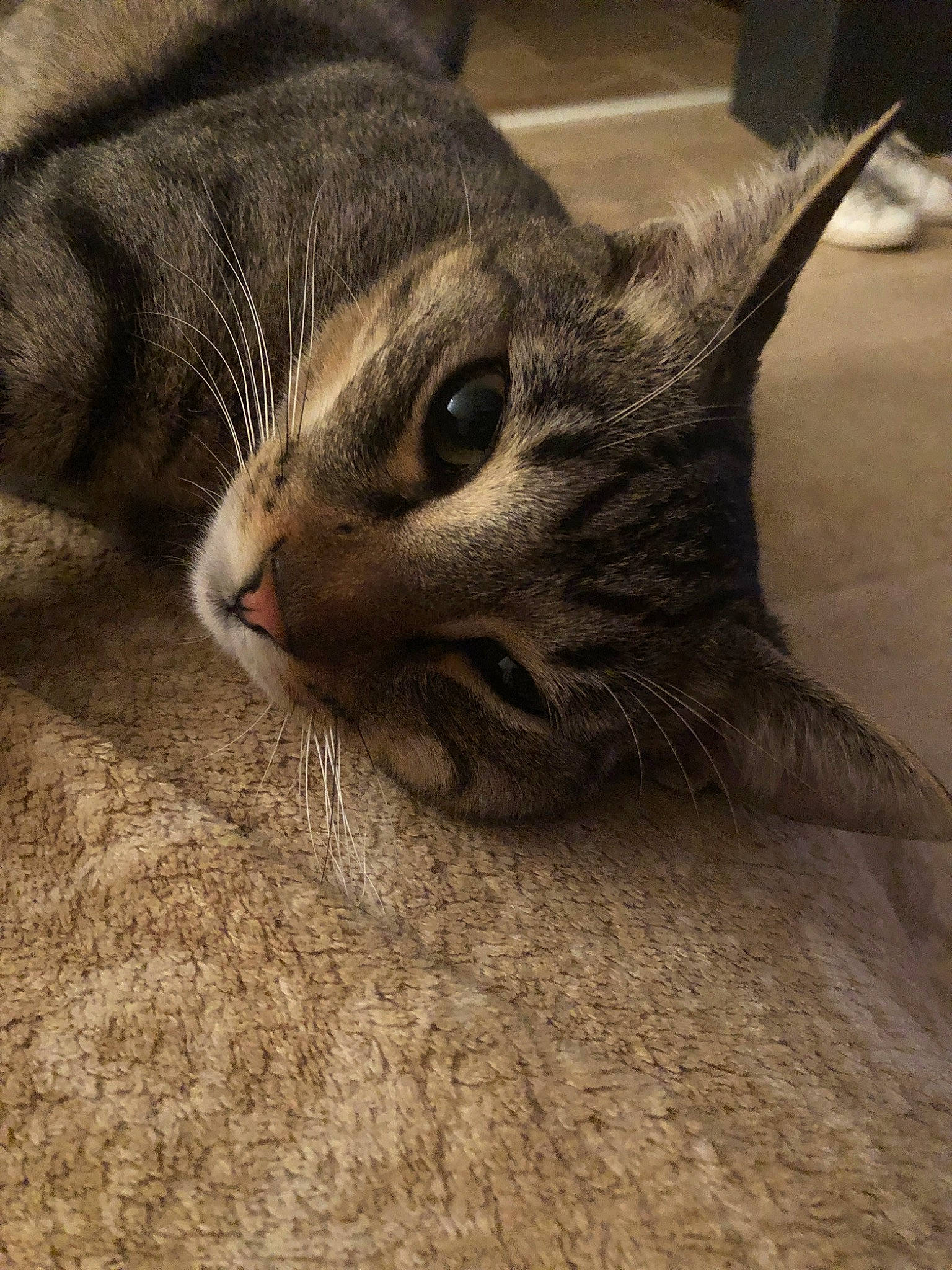 Prince participe au concours pour gagner de l'argent avec cette photo : american_shorthair, asian, australian_mist, carnivore, cat, domestic_short_haired_cat, dragon_li, european_shorthair, fawn, felidae, fur, kitten, mammal, ocicat, pixie_bob, small_to_medium_sized_cats, snout, tabby_cat, whiskers