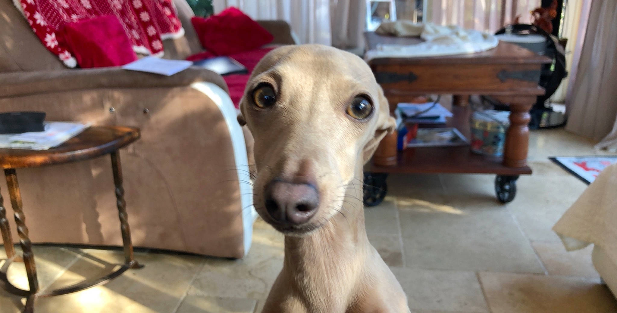 Minus a rejoint le concours — aidez-le/la à gagner de superbes lots ! azawakh, canidae, carnivore, chippiparai, dog, dog_breed, fawn, galgo_espanol, greyhound, hortaya_borzaya, italian_greyhound, mammal, mudhol_hound, polish_greyhound, rampur_greyhound, sighthound, sloughi, snout, vertebrate, whippet