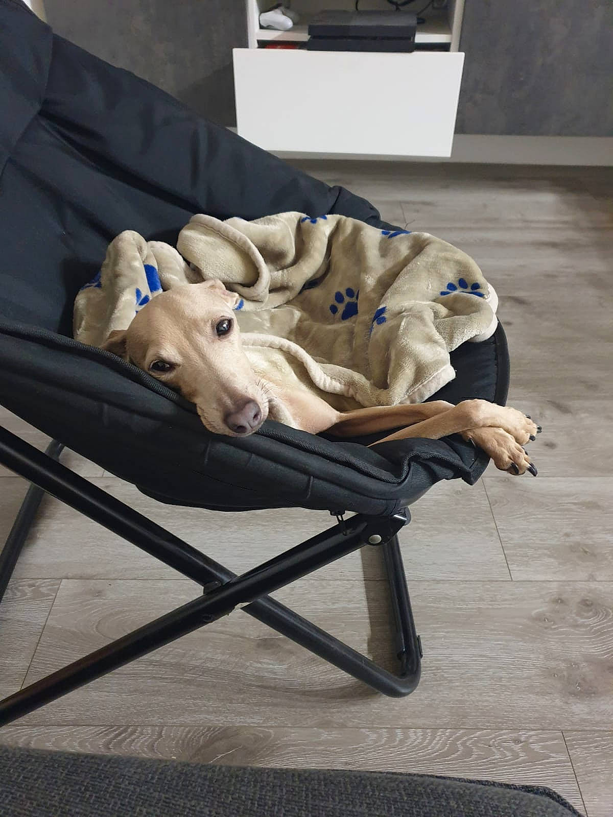 Minus participe au concours pour gagner de l'argent avec cette photo : canidae, chair, comfort, companion_dog, fawn, furniture, italian_greyhound, sitting, sporting_group, table