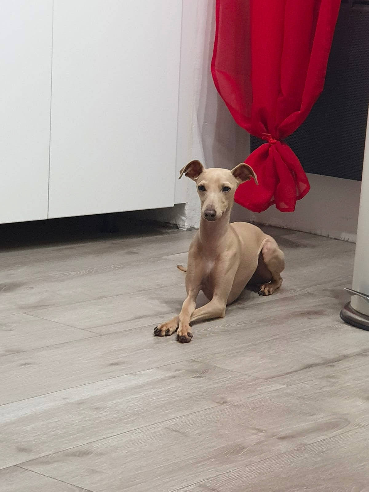 Minus participe au concours pour gagner de l'argent avec cette photo : aspin, canidae, carnivore, chippiparai, companion_dog, dog, dog_breed, fawn, floor, flooring, italian_greyhound, lurcher, mammal, mudhol_hound, rare_breed_dog, street_dog, tail, toy_dog, vertebrate, whippet