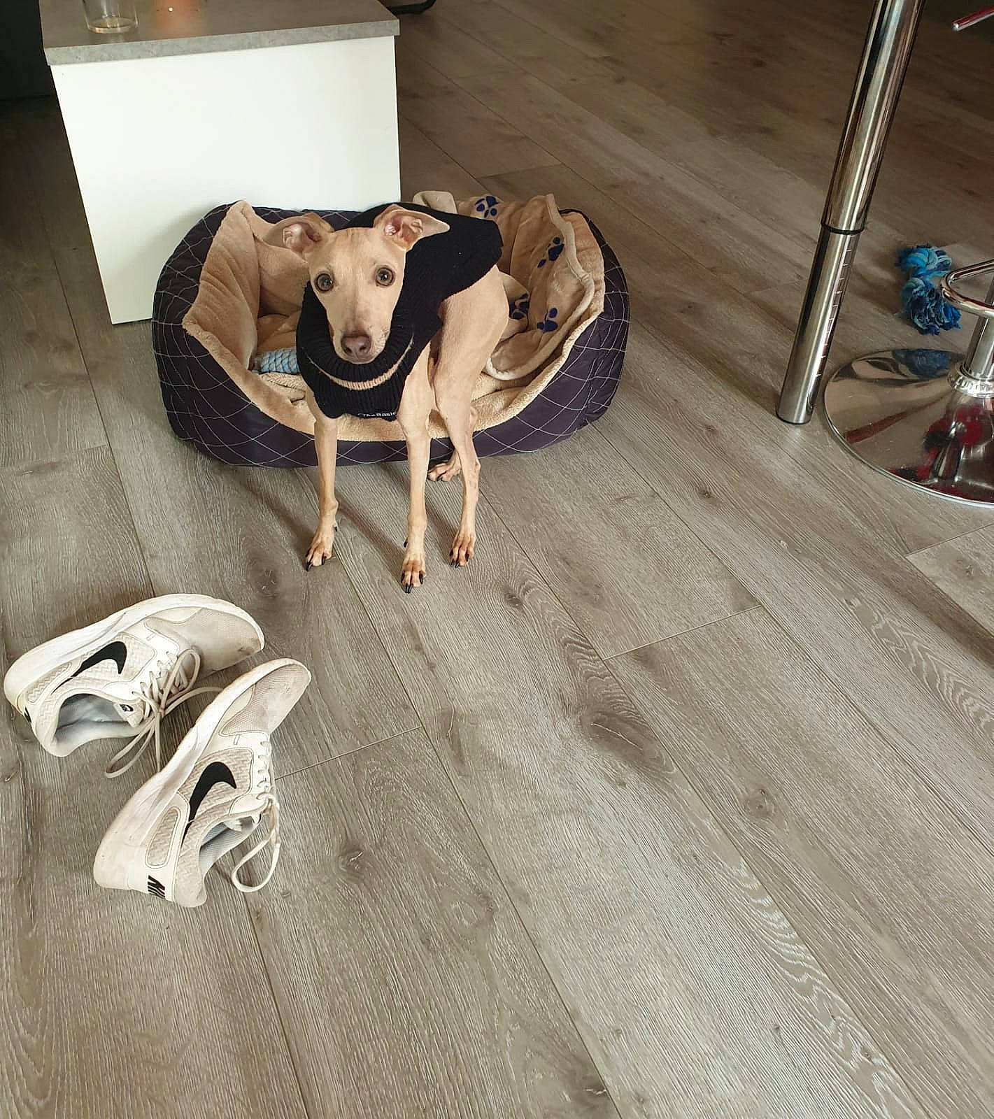 Minus a rejoint le concours — aidez-le/la à gagner de superbes lots ! canidae, carnivore, companion_dog, dog, dog_breed, fawn, floor, flooring, galgo_espanol, hardwood, italian_greyhound, laminate_flooring, lurcher, polish_greyhound, room, whippet, wood, wood_flooring