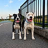 dog, black_and_white_dog, white_and_black_dog, outdoor, paved_path, fence, metal_fence, sky, clouds, grass, happy, tongue_out, pets, animal, canine, nature, daytime, two_dogs, walking_path, smiling