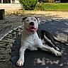 Marcel a rejoint le concours — aidez-le/la à gagner de superbes lots ! dog, trampoline, outdoor, sunlight, shade, greenery, grass, tree, happy, pet, canine, black_and_white, smiling, resting, nature, yard, summer, playful, animal, relaxing