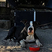 Marcel participe au concours pour gagner de l'argent avec cette photo : animal, background, black_and_white, daylight, dog, ears, face, lying_down, nature, outdoor, paws, pet, play, quiet, red, resting, sand, shadow, snout, toy