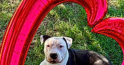 Marcel participe au concours pour gagner de l'argent avec cette photo : dog, balloon, heart_shaped, grass, tree, outdoor, pet, black_and_white, animal, sunlight, nature, cute, relaxing, summer, playful, lying_down, greenery, adorable, daylight, love