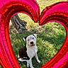 Marcel participe au concours pour gagner de l'argent avec cette photo : dog, grass, tree, balloon, heart, outdoor, pet, black_and_white, sunlight, nature, animal, cute, sitting, playful, love, park, summer, daylight, canine, portrait