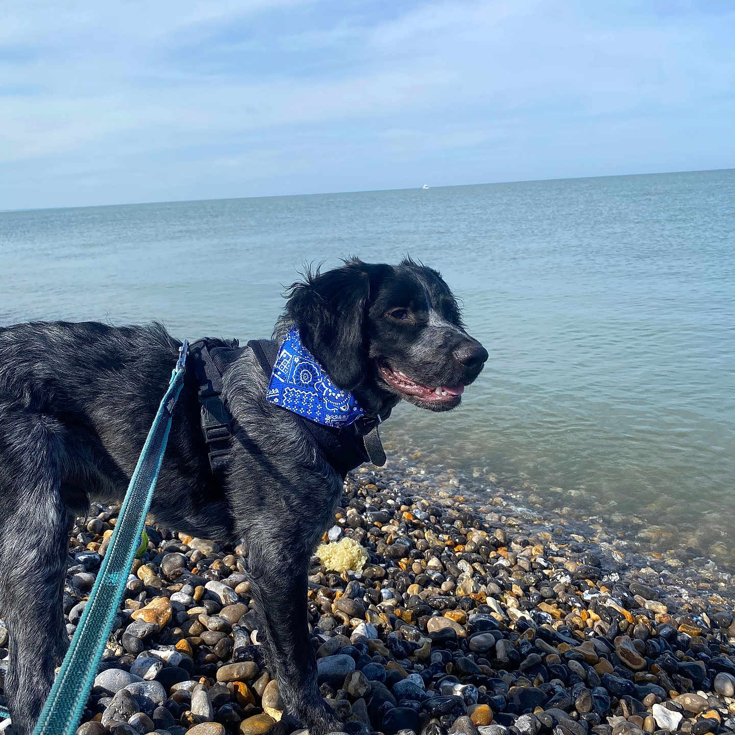 Moka a rejoint le concours — aidez-le/la à gagner de superbes lots ! accessories, animal, beach, canine, coast, dog, horizon, leash, nature, outdoors, pebble, pet, puppy, rock, sea, shoreline, sky, strap, water, waterfront