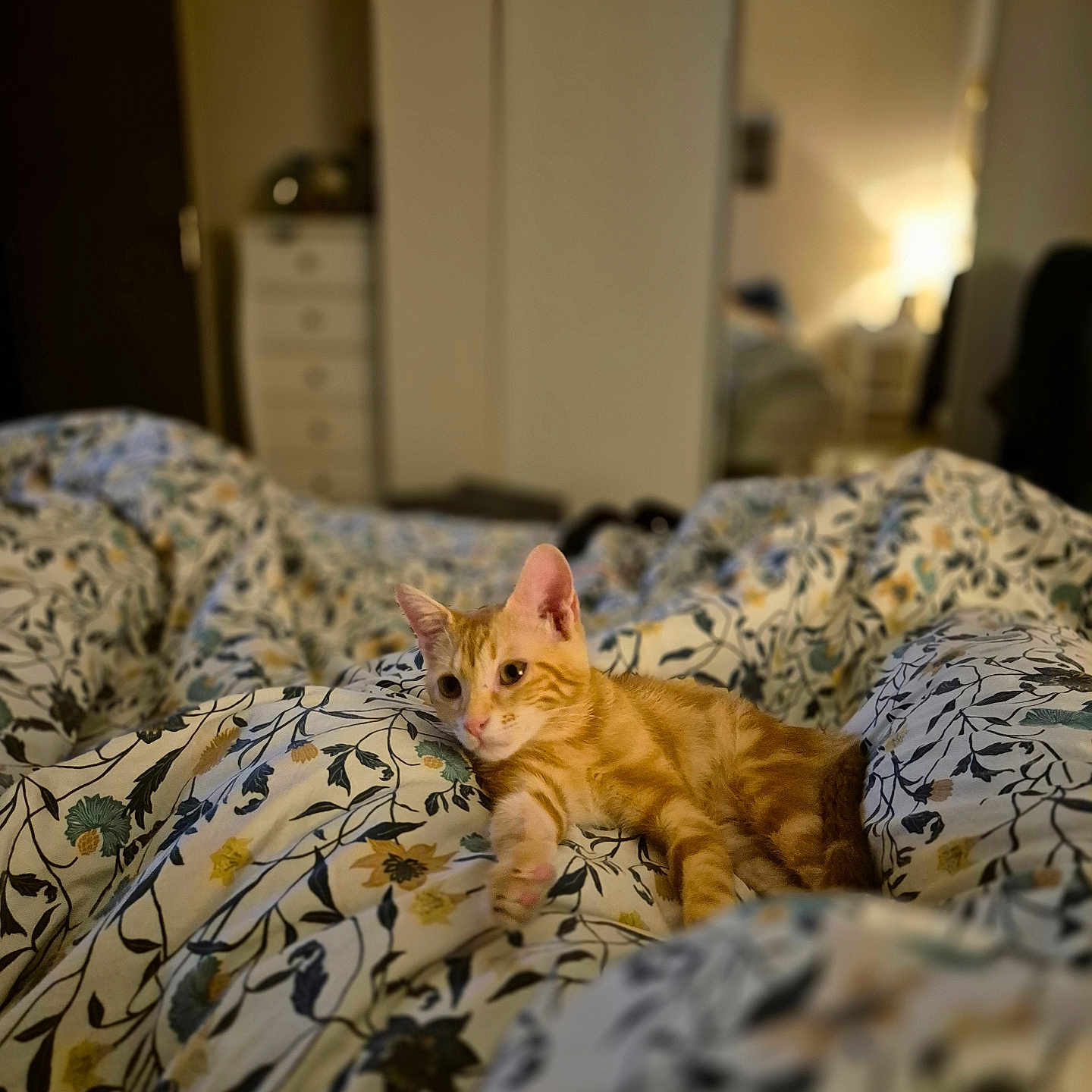 Milo a rejoint le concours — aidez-le/la à gagner de superbes lots ! animal, bed, bedroom, blanket, cat, comfort, cozy, curious, domestic_cat, floral_pattern, furniture, home_interior, indoor, lying_down, orange_tabby, pet, relaxed, sleepy, soft_lighting, warm_colors