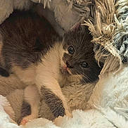 Niobé participe au concours pour gagner de l'argent avec cette photo : animal, blanket, cat, closeup, comfort, cozy, cute, feline, fluffy, fur, indoor, kitten, nap, pet, resting, sleepy, soft, texture, whiskers, young