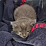 animal, blanket, closeup, comfort, cozy, cute, domestic_cat, feline, fur, gray_cat, indoor, kitten, nestled, pet_carrier, resting, sleepy, small, soft, towel, young