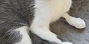 Niobé a rejoint le concours — aidez-le/la à gagner de superbes lots ! animal, blanket, cat, cozy, cute, ears, eyes, feline, fur, gray, indoor, kitten, paws, pet, portrait, resting, soft, whiskers, white, young