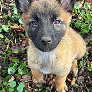Suki a rejoint le concours — aidez-le/la à gagner de superbes lots ! puppy, dog, young, animal, close_up, ears, forest_floor, leaves, greenery, cute, pet, outdoor, nature, fur, whiskers, eyes, snout, sitting, adorable, curious