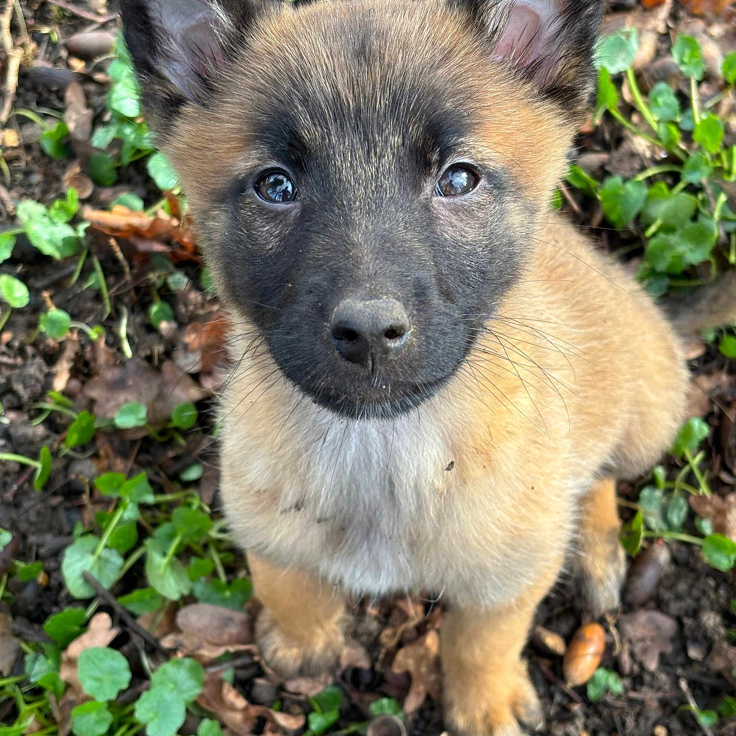 Suki a rejoint le concours — aidez-le/la à gagner de superbes lots ! adorable, animal, close_up, curious, cute, dog, ears, eyes, forest_floor, fur, greenery, leaves, nature, outdoor, pet, puppy, sitting, snout, whiskers, young
