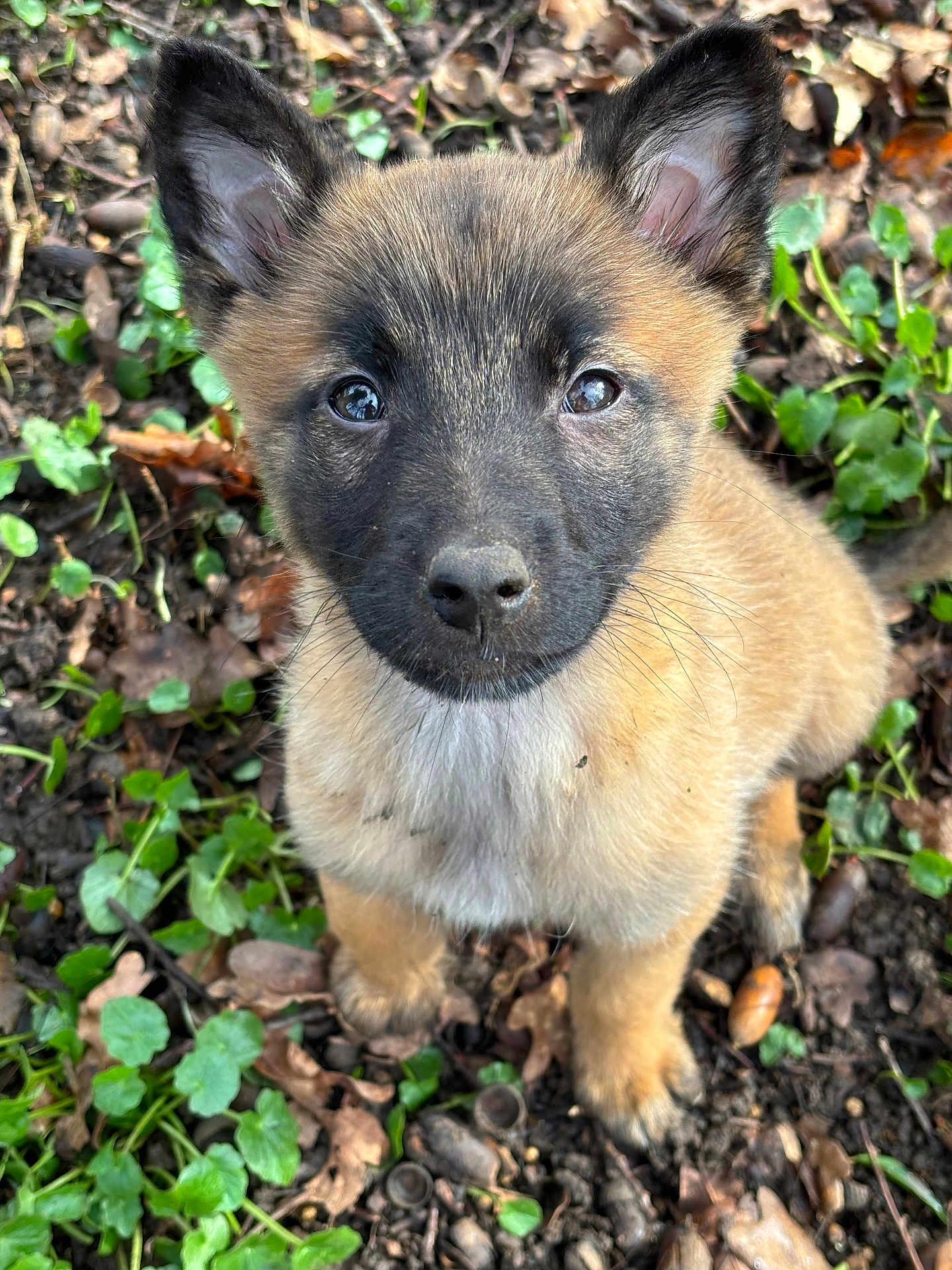 Suki a rejoint le concours — aidez-le/la à gagner de superbes lots ! puppy, dog, young, animal, close_up, ears, forest_floor, leaves, greenery, cute, pet, outdoor, nature, fur, whiskers, eyes, snout, sitting, adorable, curious