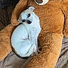 puppy, dog, teddy_bear, stuffed_animal, white_dog, small_dog, pet, cute, sleeping, sitting, cuddling, blanket, toy, indoor, cozy, animal, brown, white, playful, portrait