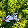 Usko participe au concours pour gagner de l'argent avec cette photo : dog, chihuahua, small_dog, pet, lying_down, grass, outdoors, sunlight, daisy, flowers, leash, harness, white_fur, brown_fur, pointed_ears, portrait, garden, lawn, animal, relaxed