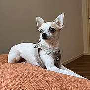 Usko a rejoint le concours — aidez-le/la à gagner de superbes lots ! dog, chihuahua, small_dog, white_dog, pet, animal, portrait, indoors, couch, harness, short_hair, pointed_ears, black_nose, dark_eyes, lying_down, relaxed, alert, home, living_room, photography