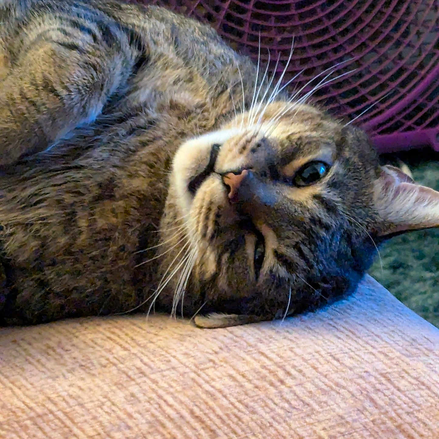 Kitcat is registered to the contest to win money with this photo: abyssinian, animal, armchair, cat, chair, couch, cushion, face, furniture, head, homedecor, indoors, kitten, manx, person, pet, photography, portrait, purple, sleeping