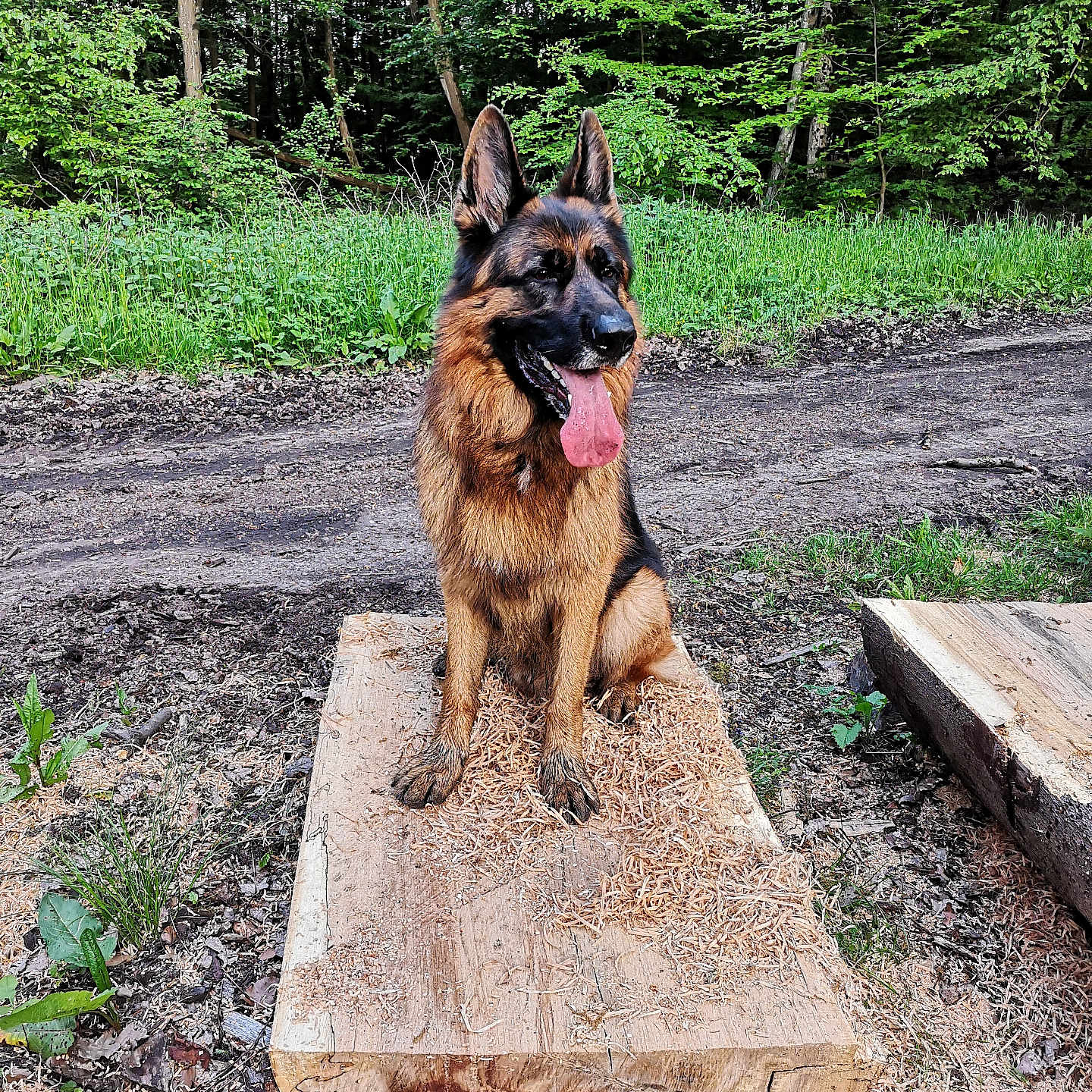 Sultan a rejoint le concours — aidez-le/la à gagner de superbes lots ! animal, canine, dog, flagstone, germanshepherd, grass, nature, outdoors, path, pet, plant, puppy, rock, slate, soil, tree, vegetation, walkway, wood, yard