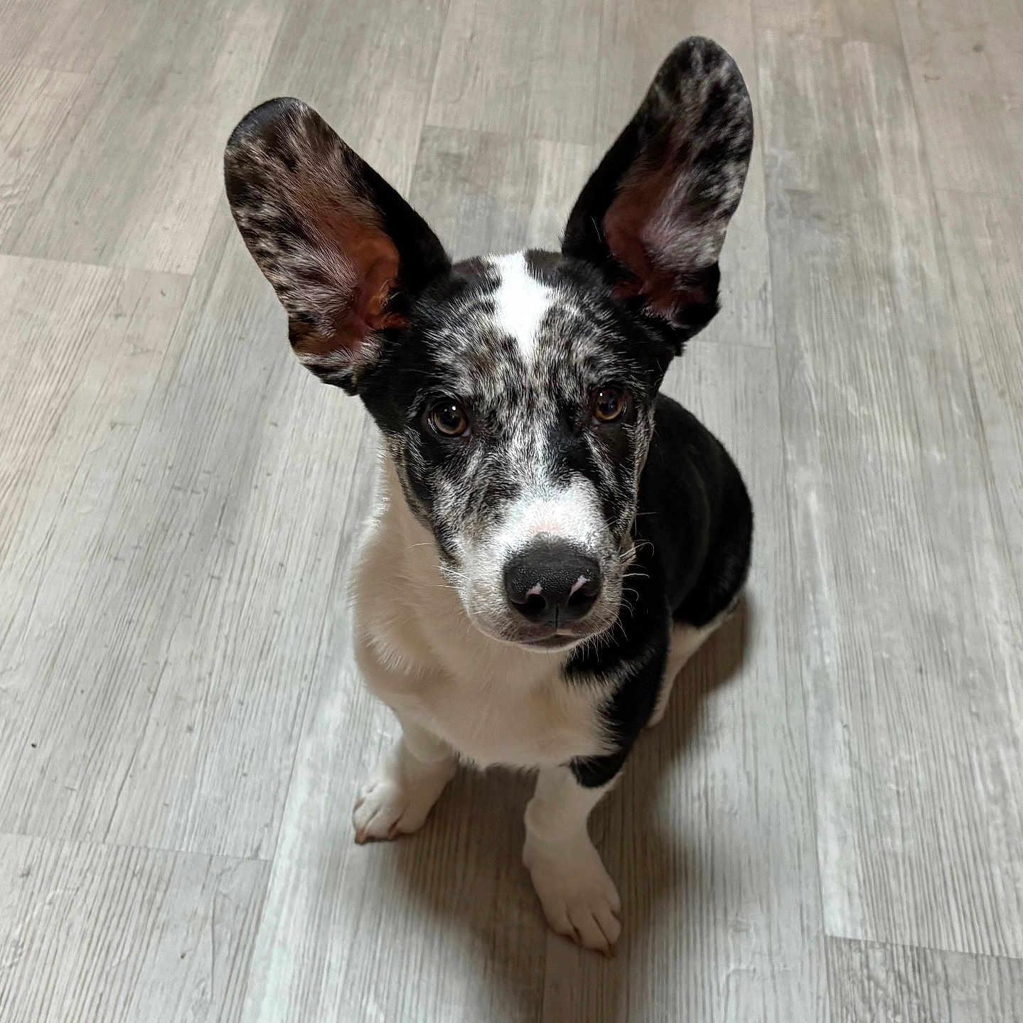 Marcel joined the competition — help win amazing prizes! adorable, animal, attention, black_and_white, canine, cute, dog, ears, eyes, floor, fur, indoor, looking_up, nose, pet, puppy, sitting, whiskers, wooden_floor, young_dog