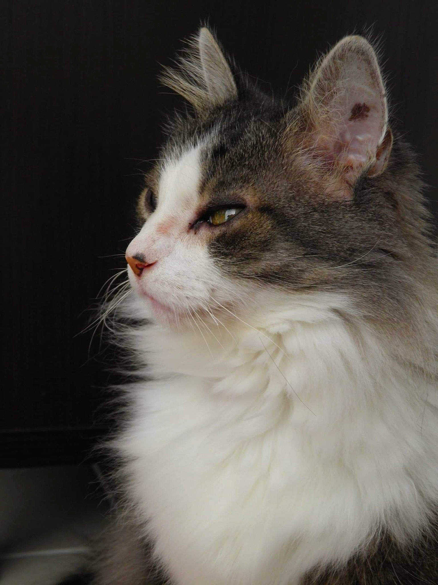 Hermine participe au concours pour gagner de l'argent avec cette photo : aegean_cat, american_curl, american_wirehair, asian_semi_longhair, british_semi_longhair, carnivore, cat, domestic_long_haired_cat, eye, felidae, fur, kitten, mammal, norwegian_forest_cat, ragamuffin, siberian, small_to_medium_sized_cats, snout, vertebrate, whiskers