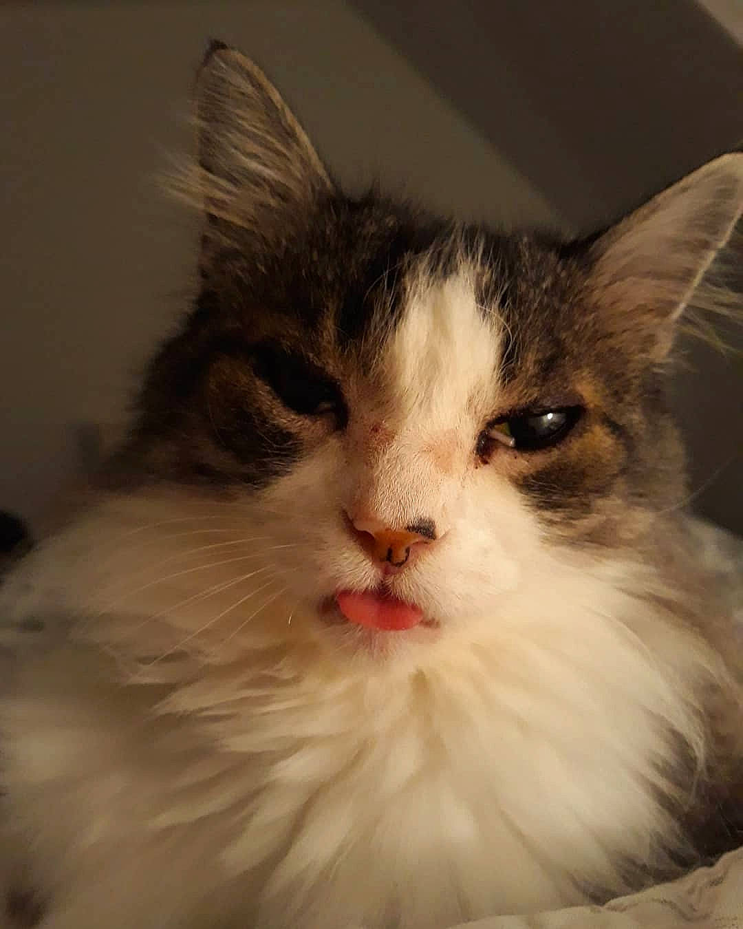 Hermine participe au concours pour gagner de l'argent avec cette photo : aegean_cat, british_semi_longhair, carnivore, cat, domestic_long_haired_cat, eye, felidae, fur, kitten, maine_coon, mammal, norwegian_forest_cat, nose, ragamuffin, ragdoll, small_to_medium_sized_cats, snout, turkish_van, vertebrate, whiskers