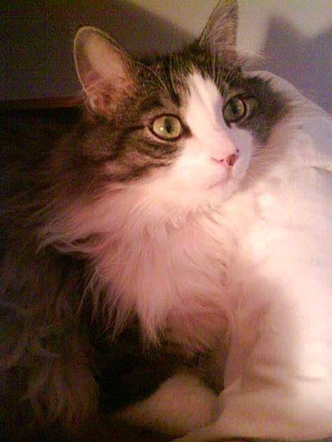 Hermine participe au concours pour gagner de l'argent avec cette photo : aegean_cat, american_curl, asian_semi_longhair, british_semi_longhair, carnivore, cat, domestic_long_haired_cat, eye, felidae, kitten, mammal, norwegian_forest_cat, ragamuffin, ragdoll, siberian, small_to_medium_sized_cats, turkish_angora, turkish_van, vertebrate, whiskers