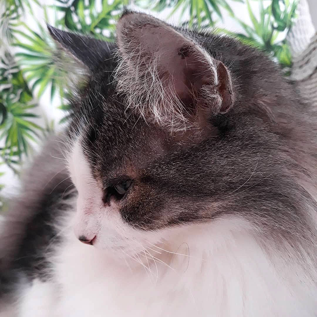 Hermine a rejoint le concours — aidez-le/la à gagner de superbes lots ! black_and_white, carnivore, cat, close_up, domestic_long_haired_cat, ear, eye, felidae, fur, kitten, mammal, norwegian_forest_cat, nose, plant, ragamuffin, small_to_medium_sized_cats, snout, tail, whiskers