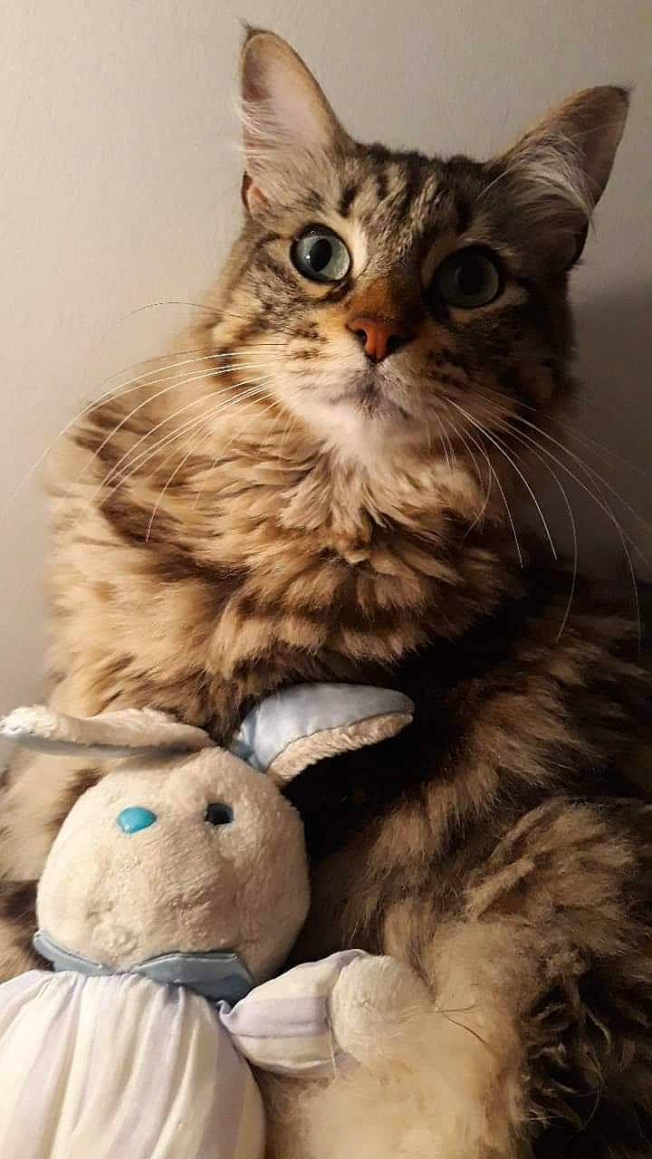 Pandore participe au concours pour gagner de l'argent avec cette photo : american_shorthair, asian, british_semi_longhair, carnivore, cat, domestic_long_haired_cat, domestic_short_haired_cat, european_shorthair, felidae, kitten, maine_coon, mammal, norwegian_forest_cat, pixie_bob, siberian, small_to_medium_sized_cats, snout, tabby_cat, vertebrate, whiskers