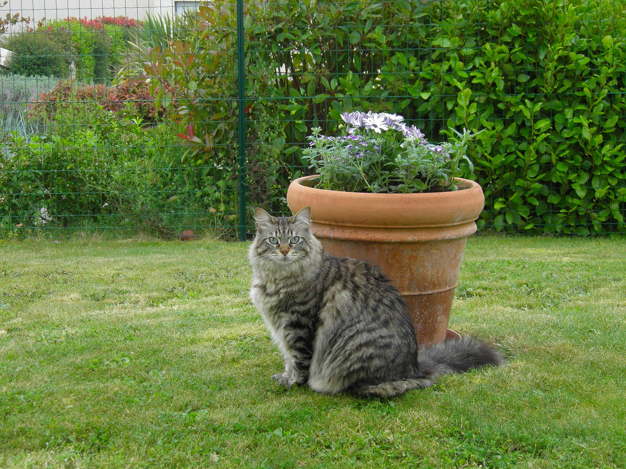 Pandore a rejoint le concours — aidez-le/la à gagner de superbes lots ! carnivore, cat, domestic_short_haired_cat, european_shorthair, felidae, flowerpot, garden, grass, grass_family, herb, lawn, plant, shrub, small_to_medium_sized_cats, tabby_cat, tail, tree, whiskers