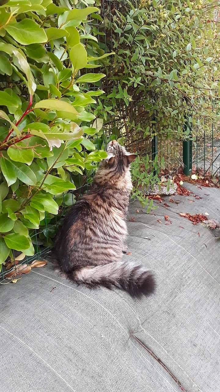 Pandore a rejoint le concours — aidez-le/la à gagner de superbes lots ! carnivore, cat, domestic_short_haired_cat, dragon_li, european_shorthair, felidae, fur, grass, maine_coon, norwegian_forest_cat, plant, small_to_medium_sized_cats, tabby_cat, tail, tree, whiskers, wild_cat