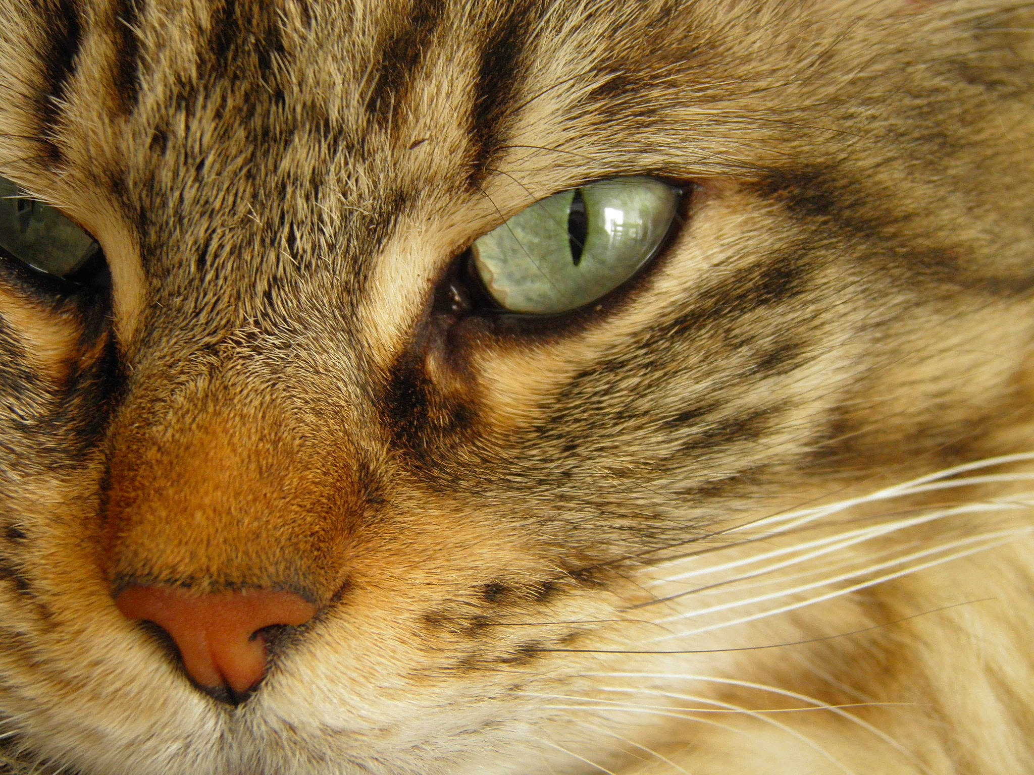 Pandore participe au concours pour gagner de l'argent avec cette photo : aegean_cat, asian, bengal, carnivore, cat, close_up, domestic_short_haired_cat, european_shorthair, eye, felidae, fur, mammal, nose, organ, pixie_bob, siberian, small_to_medium_sized_cats, snout, tabby_cat, whiskers