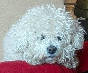 Hamsa participe au concours pour gagner de l'argent avec cette photo : bichon, bichon_frise, bolognese, bolonka, canidae, carnivore, cockapoo, dog, dog_breed, havanese, maltepoo, maltese, mammal, miniature_poodle, poodle, poodle_crossbreed, schnoodle, terrier, toy_poodle, vertebrate