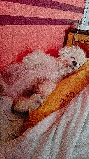 Hamsa a rejoint le concours — aidez-le/la à gagner de superbes lots ! bichon, bolognese, bolonka, canidae, carnivore, cavachon, companion_dog, dog, dog_breed, maltepoo, maltese, mammal, miniature_poodle, non_sporting_group, poodle, poodle_crossbreed, puppy, schnoodle, toy_dog, toy_poodle