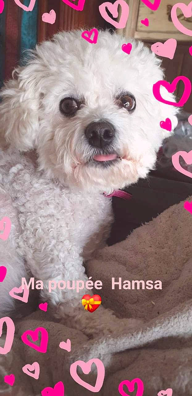 Hamsa