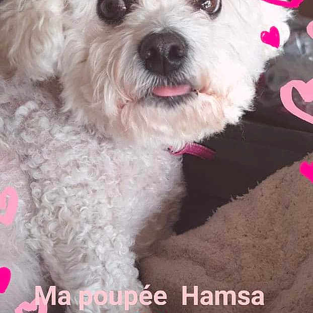 Hamsa