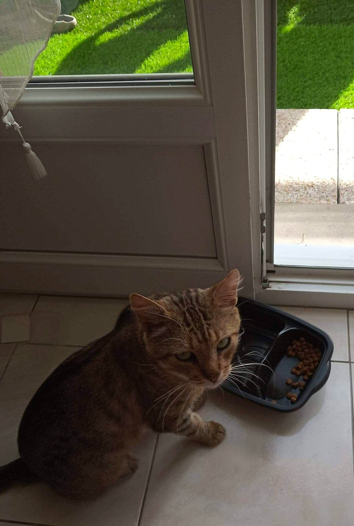 César participe au concours pour gagner de l'argent avec cette photo : american_shorthair, bengal, carnivore, cat, domestic_short_haired_cat, door, dragon_li, european_shorthair, felidae, floor, fur, home, kitten, ocicat, small_to_medium_sized_cats, tabby_cat, tail, toyger, whiskers, window