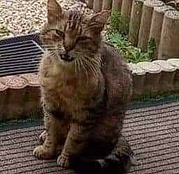 César a rejoint le concours — aidez-le/la à gagner de superbes lots ! american_bobtail, asian, carnivore, cat, domestic_short_haired_cat, dragon_li, european_shorthair, felidae, grass, mammal, organism, pixie_bob, polydactyl_cat, small_to_medium_sized_cats, snout, tabby_cat, terrestrial_animal, vertebrate, whiskers, wild_cat