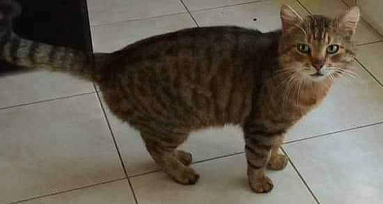César a rejoint le concours — aidez-le/la à gagner de superbes lots ! american_bobtail, arabian_mau, asian, australian_mist, carnivore, cat, cymric, domestic_short_haired_cat, dragon_li, european_shorthair, felidae, maine_coon, mammal, norwegian_forest_cat, siberian, small_to_medium_sized_cats, tabby_cat, tail, vertebrate, whiskers
