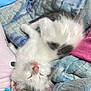 animal, blanket, close_up, cozy, cute, domestic_cat, fur, gray, home, indoor, kitten, pet, pink_nose, relaxed, resting, sleeping, soft_texture, upside_down, white, young_cat