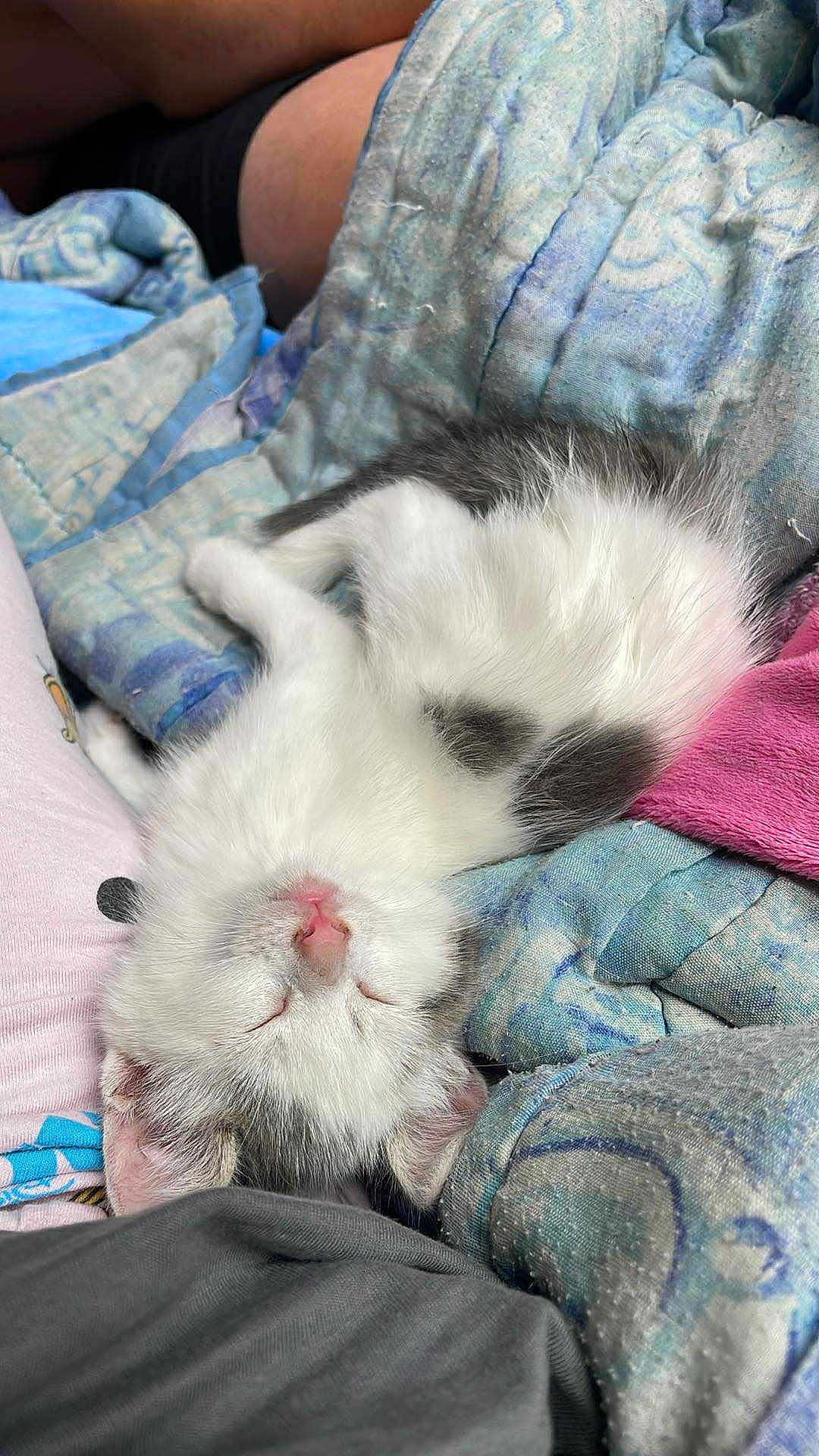 Angel a rejoint le concours — aidez-le/la à gagner de superbes lots ! kitten, sleeping, upside_down, white, gray, pink_nose, blanket, cozy, fur, cute, resting, domestic_cat, indoor, soft_texture, close_up, animal, pet, relaxed, young_cat, home