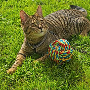 Bandit participe au concours pour gagner de l'argent avec cette photo : cat, tabby, grass, outdoor, pet, animal, feline, striped_fur, collar, toy, rope_ball, garden, lawn, lying_down, whiskers, ears, greenery, playful, portrait, sunlight
